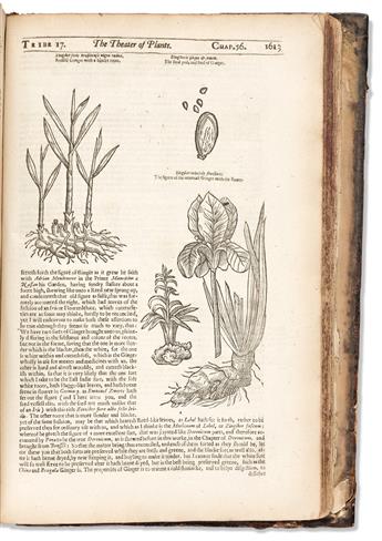 Parkinson, John (1567-1650) Theatrum Botanicum, the Theater of Plantes, or An Herball of Large Extent.